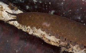 Media type: image; Invertebrate Zoology 131441
